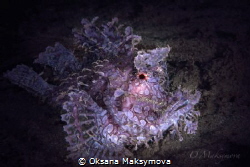 Purple Weedy scorpionfish  (Rhinopias frondosa) by Oksana Maksymova 